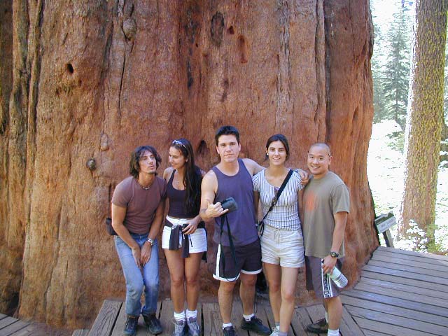 3000-years-old-sequoia